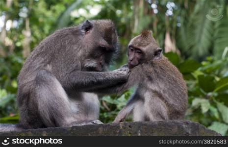 Monkeys in monkey forest Ubdus Indonesia