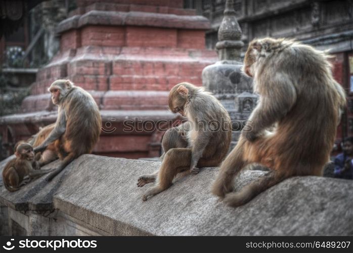 Monkeys in Pashupatinath Temple , Kathmandu, Nepal.. Monkeys in Pashupatinath