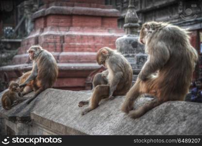 Monkeys in Pashupatinath Temple , Kathmandu, Nepal.. Monkeys in Pashupatinath