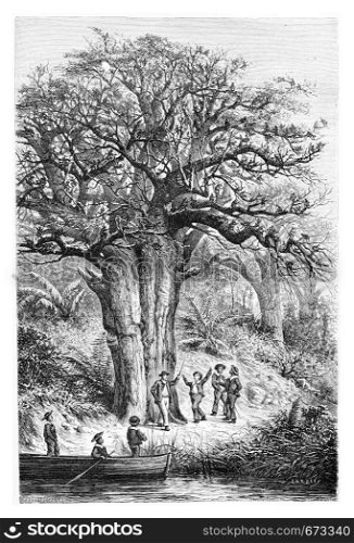 Monkeys in the garden of Jacintho Amoriz, drawing by De Bar based on a sketch by Serpa Pinto, vintage engraved illustration. Le Tour du Monde, Travel Journal, 1881
