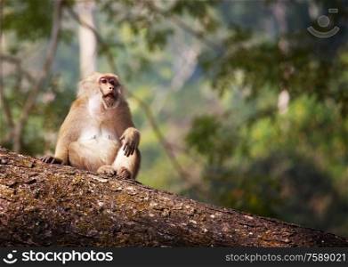 Monkeys in the tropical forest in Thailand