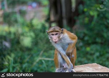 Monkeys in the tropical forest in Thailand