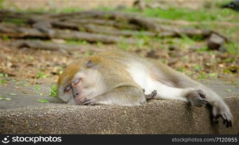 Monkeys is sleeping on the floor lives in a natural forest of Thailand.