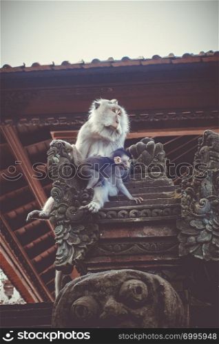 Monkeys on a temple roof in the sacred Monkey Forest, Ubud, Bali, Indonesia. Monkeys on a temple roof in the Monkey Forest, Ubud, Bali, Indonesia