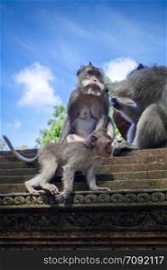Monkeys on a temple roof in the sacred Monkey Forest, Ubud, Bali, Indonesia. Monkeys on a temple roof in the Monkey Forest, Ubud, Bali, Indonesia