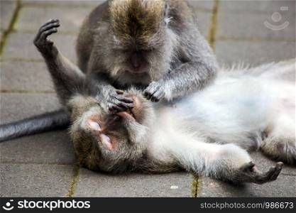 Monkeys on cleaning each others, removing parasites to each other,pick nits off each other.pick nits off each other in wildlife close-up. Monkeys on cleaning each others, removing parasites to each other,pick nits off each other.pick nits off each other in wildlife