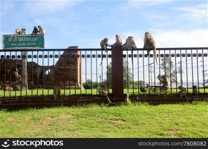 Monkeys on the fence of Phra Prang Sam Jod in Lop Buri, Thailand