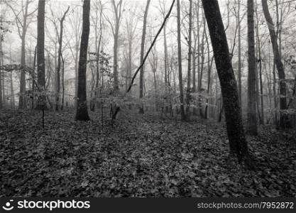 Monochrome image autumn foggy forest