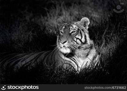 Monochrome image of a bengal tiger (Panthera tigris bengalensis) laying in grass