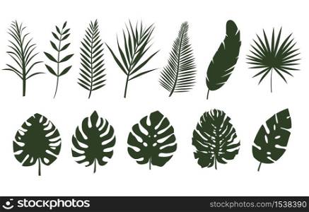 Monochrome leaves of different tropical plants. Set of fern leaves, palm tree. Leaves of different shapes.. Monochrome leaves of different tropical plants.