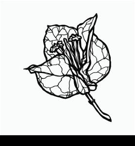 Monochrome vector set of camelia flower.. Bougainvillea flower hand drawn illustration. Line-art flower drawing. Blooming detailed flower. Elements for design.