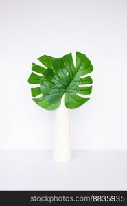 Monstera deliciosa or Swiss cheese plant in a vase