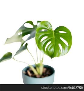 Monstera deliciosa plant in a pot isolated on white background
