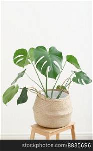 monstera deliciosa plant in woven flowerpot on wooden stool. scandinavian style house decor. modern trendy house decoratin. swiss cheese plant in hipster room. monstera deliciosa plant in woven flowerpot on wooden stool. scandinavian style house decor. modern trendy house decoratin. swiss cheese plant in hipster room.