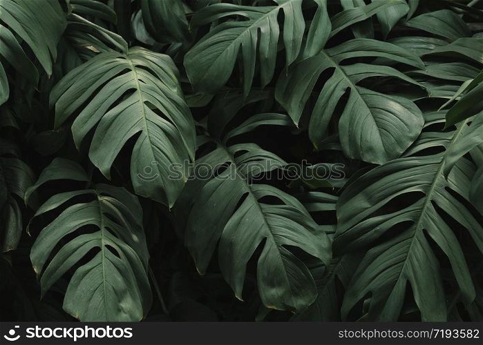 Monstera delicosa leaves textured background
