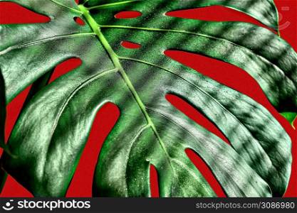 Monstera leaf close-up, dew drops on the leaf, sunlight streaks shadows from the blinds, selective focus, red background. Background or wallpaper idea