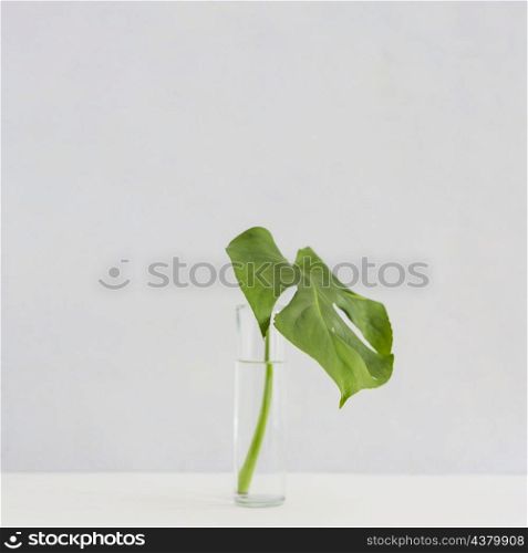 monstera leaf glass vase desk against white background