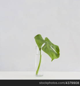 monstera leaf glass vase desk against white background