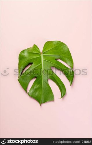 monstera leaf on pink pastel background, flat lay. monstera leaf on pink background. monstera leaf on pink background