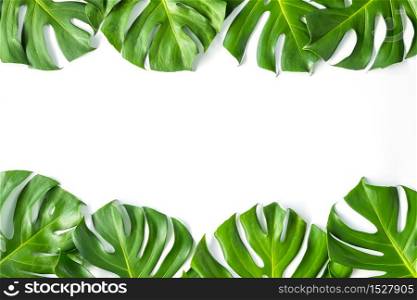 Monstera leafs lay on white background. Summer background concept.. Monstera leafs lay on white background.