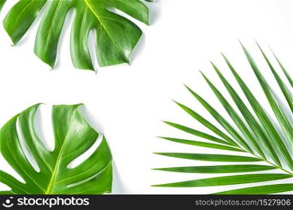 Monstera leafs lay on white background. Summer background concept.. Monstera leafs lay on white background.