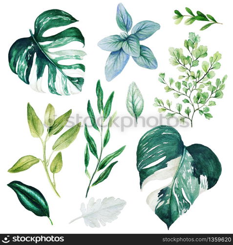 Monstera leaves and adiantum, Watercolor bright greenery collection, hand drawn illustration.