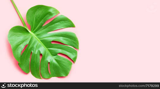 Monstera plant leaf on pink background. Copy space