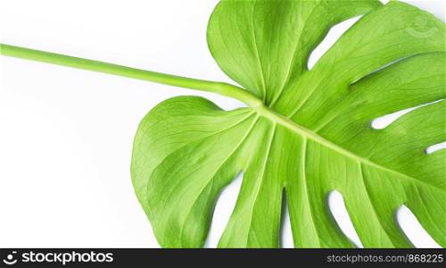 Monstera plant leaf on white background