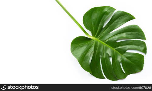 Monstera plant leaf on white background