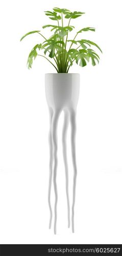 monsteria plant in pot isolated on white background