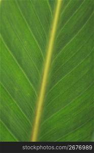 MONSUTERA leaf