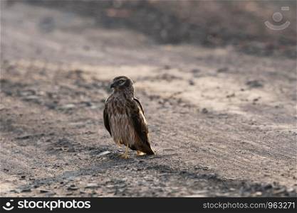 Montagu's harrier, Circus pygargus, Blackbuck National Park, Velavadar, Gujarat, India