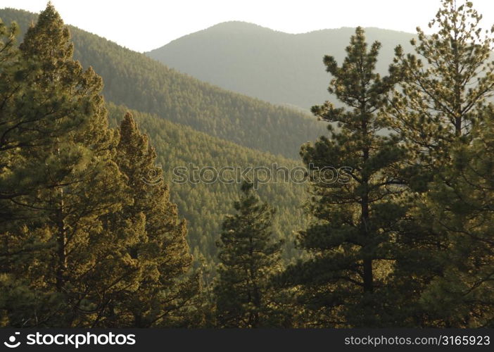 Montana landscape