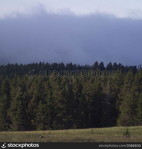 Montana landscape