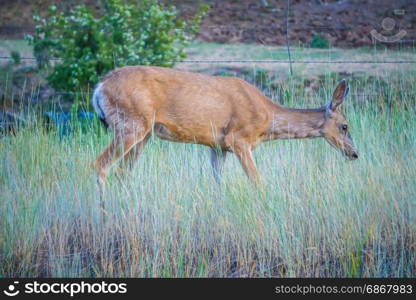 montana red deer doe grazing in field