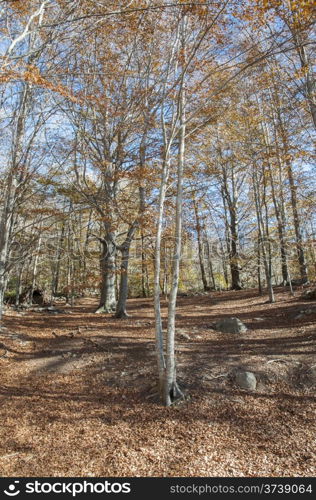 Montseny mountains in Barcelona in the autumn season