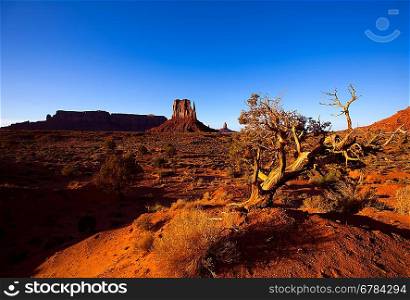 Monument Valley West Mitten Butte with dried branches Utah