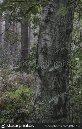 Moody and atmospheric forest landscape image in Autumn Fall