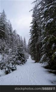 Moody snowy pine forest in winter, snow fall. Winter in forest background. Moody snowy pine forest in winter, snow fall.
