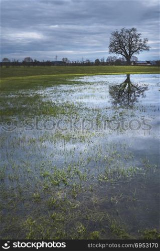 Moody spring landscape with a single big tree, on the shore of a small pond, reflected in the water, on a cloudy day, in Schwabisch Hall, Germany.