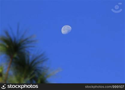 Moon and daytime pine leaves