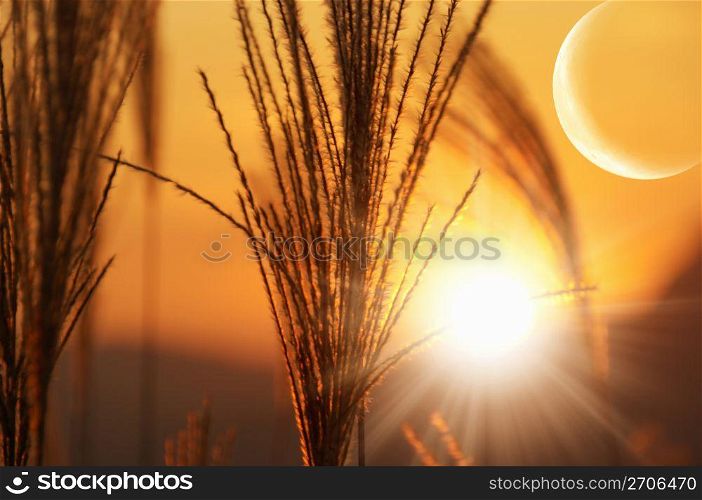 Moon and Pampas grass