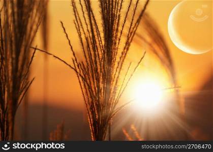 Moon and Pampas grass