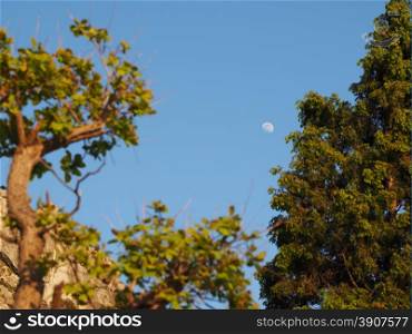 Moon and trees