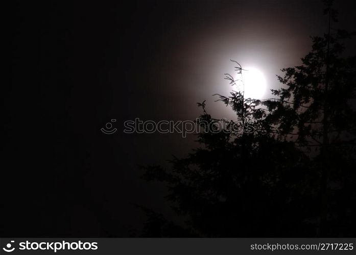 Moon glowing on a foggy night through the trees