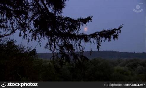 Moon in forest in the evening, 3 cuts