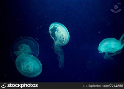 Moon jelly fish in aquarium