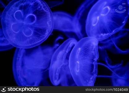 Moon Jellyfish black background underwater