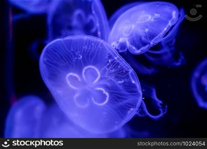 Moon Jellyfish black background underwater