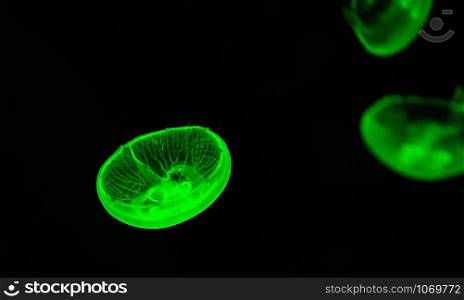 Moon jellyfish green swimming sea marine life underwater ocean on black background